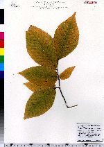 Fagus grandifolia image