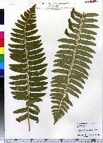 Polystichum acrostichoides image