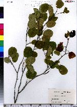 Amelanchier sanguinea image