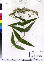 Eupatorium perfoliatum image