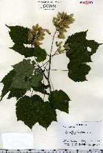 Acer spicatum image