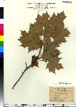 Acer saccharum image