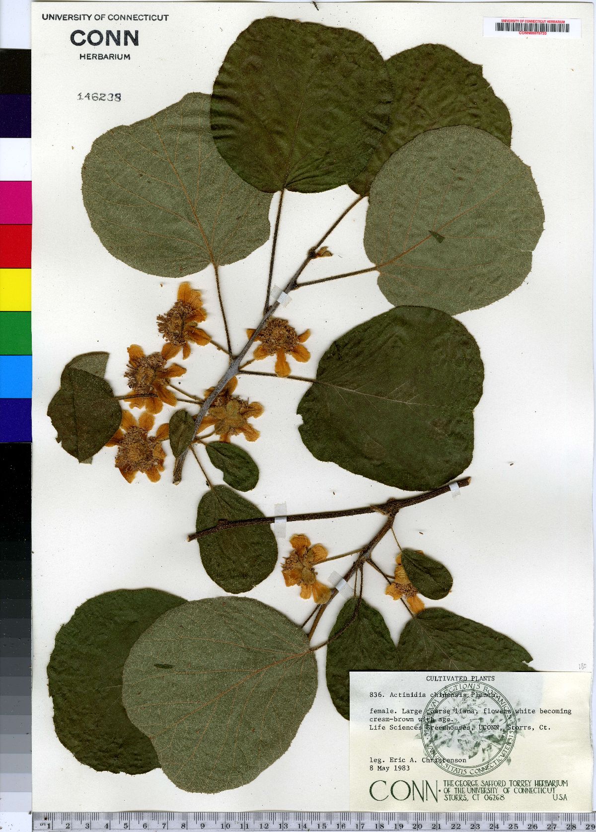 Actinidiaceae image