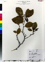 Alnus incana image