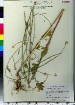 Sisymbrium officinale image