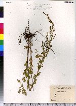 Lechea mucronata image