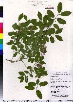 Lonicera xylosteoides image