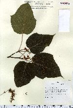 Image of Acer capillipes