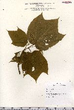 Acer pensylvanicum image