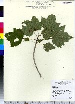 Acer rubrum image