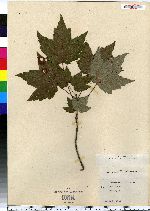 Acer rubrum image