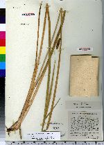 Acorus calamus image