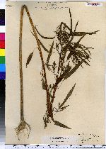 Amaranthus cannabinus image