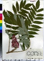 Rhus typhina image