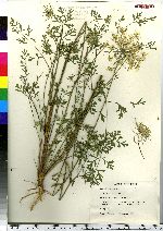 Daucus carota image