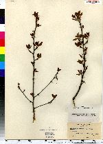 Ilex mucronata image