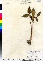 Arisaema triphyllum ssp. triphyllum image