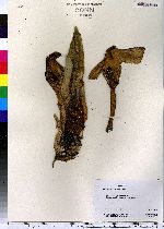 Symplocarpus foetidus image