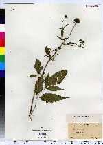 Bidens frondosa image