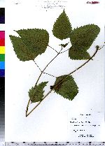 Ageratina altissima image