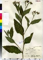 Symphytum officinale image