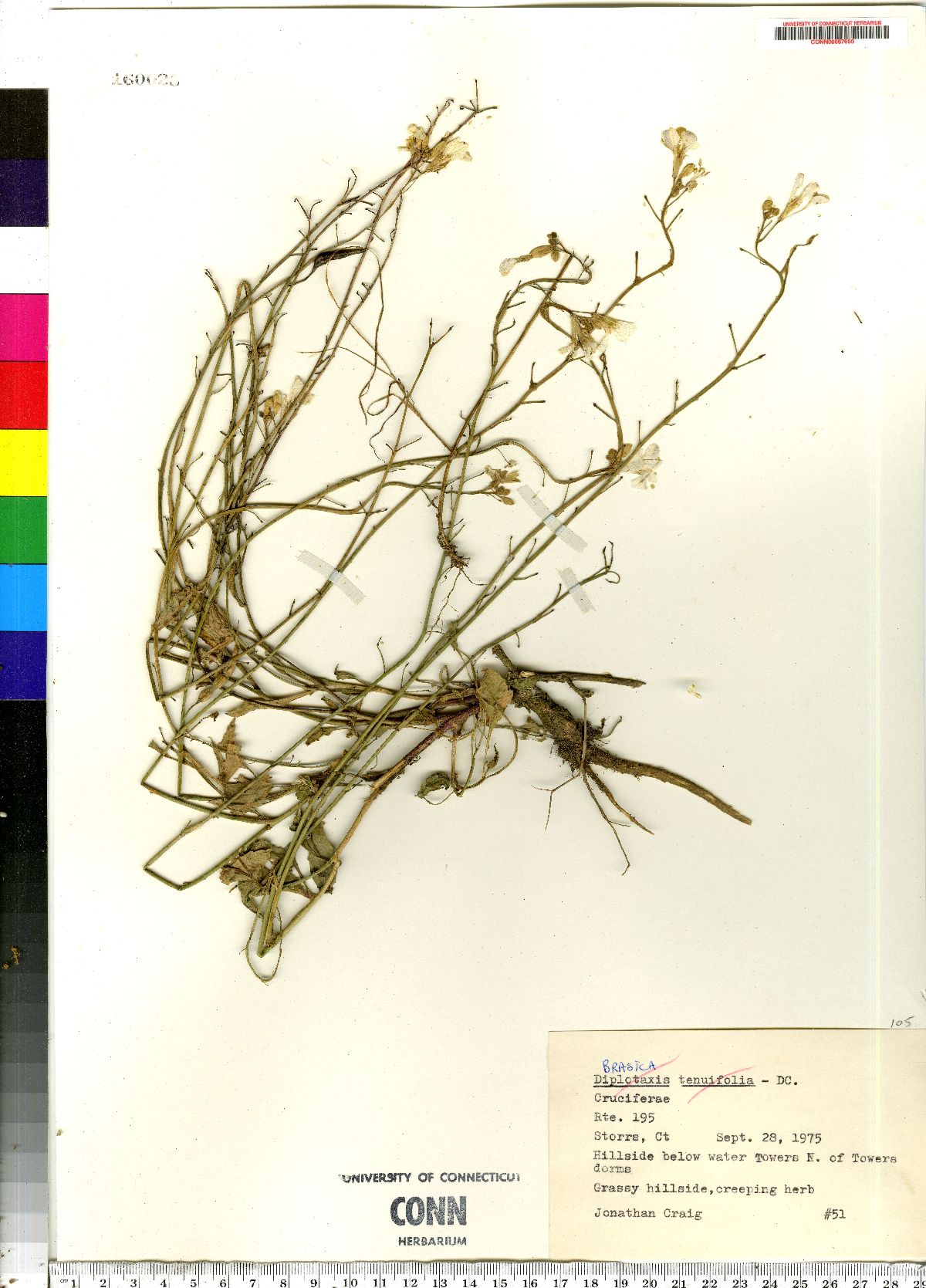 Brassica tenuifolia image