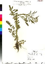 Cardamine pensylvanica image