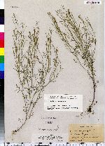 Cardamine parviflora image