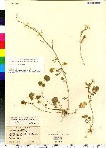 Cardamine pratensis image