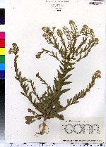 Lepidium campestre image