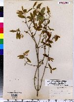 Lonicera ciliata image