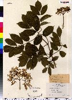Sambucus nigra ssp. canadensis image