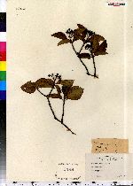 Viburnum nudum var. cassinoides image