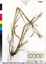 Carex gracillima image