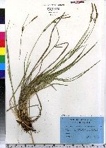 Carex aquatilis image