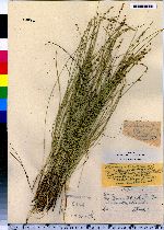 Carex atlantica ssp. capillacea image