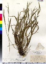 Carex laxiflora var. laxiflora image