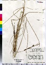 Carex nigra image