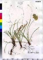 Carex pedunculata image