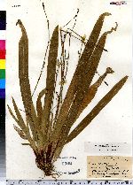 Carex plantaginea image