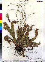 Carex plantaginea image