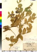 Lathyrus japonicus image