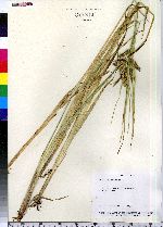 Carex pseudocyperus image