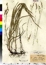 Carex pubescens image