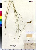 Carex straminea image