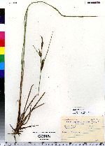 Carex aquatilis image