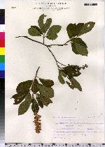 Clethra alnifolia image