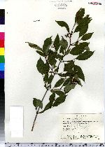 Cornus racemosa image