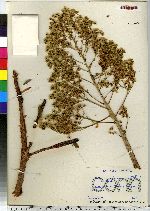 Image of Aeonium arboreum