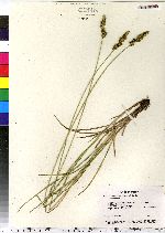 Carex annectens image